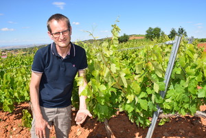 El técnico Laurent Duret durante los trabajos en un viñedo de Cosuenda de uva cariñena