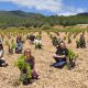 Periodistas y sumilleres durante una de sus visitas a los viñedos de la DOP Cariñena